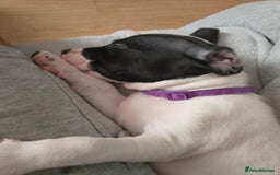Staffordshire Bull Terrier dogs for sale: Staffie puppies for sale  - Image 21