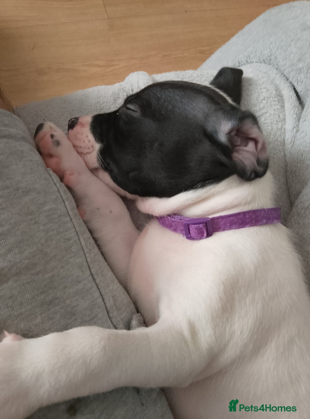 Staffordshire Bull Terrier dogs for sale: Staffie puppies for sale  - Image 21