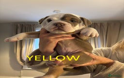 Olde English Bulldogge dogs for sale: Playful OEB Puppies  - Image 13