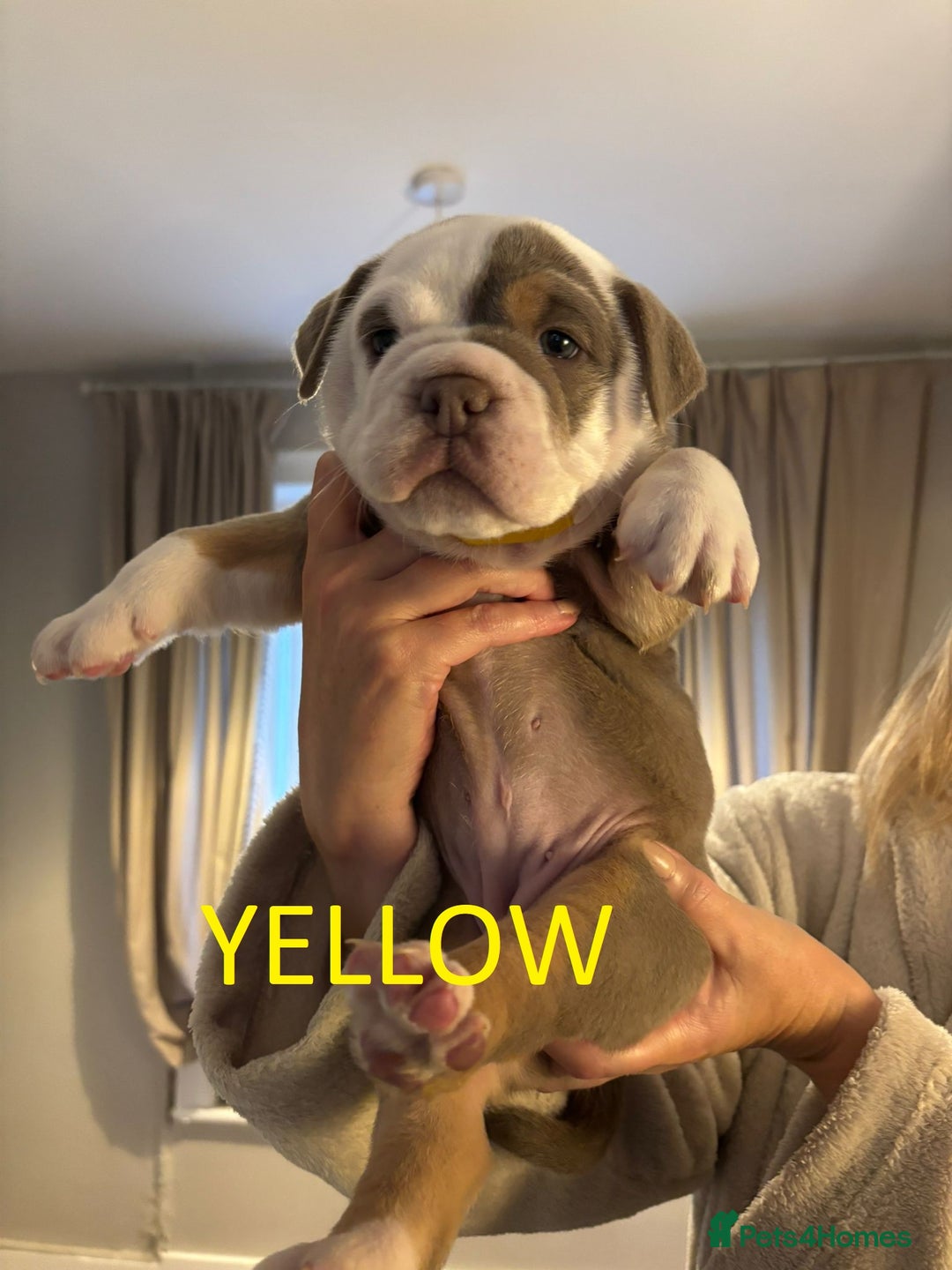 Olde English Bulldogge dogs for sale: Playful OEB Puppies  - Image 13