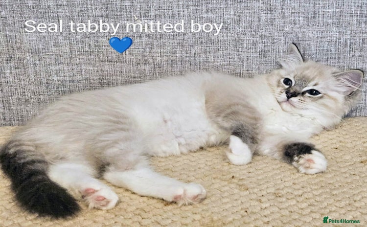 Ragdoll cats - Advert 5