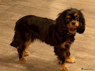 Cavalier King Charles Spaniel dogs Cavalier King Charles girl 2 years old - Advert 1