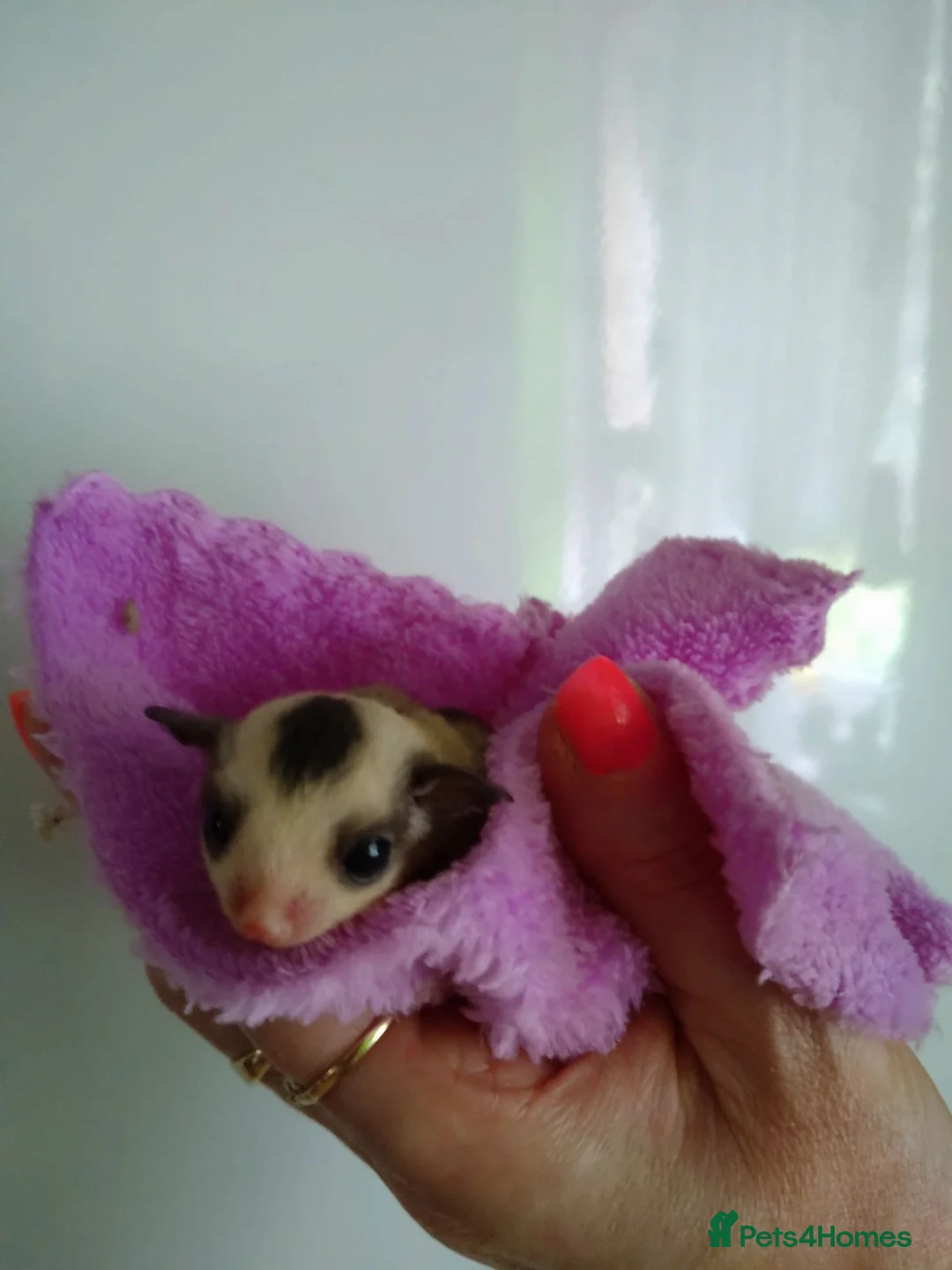 Sugar Glider rodents for sale: Stunning sugar gliders  - Advert 2