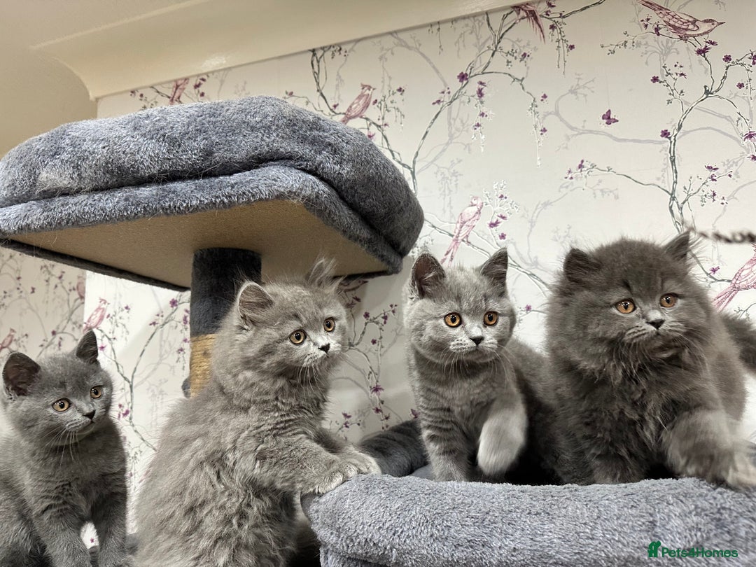 British Shorthair cats for sale: 4 Gorgeous British Blue Kittens  - Image 4