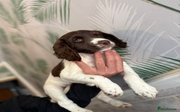 Sprocker dogs for sale: 2 sprocker girls  - Image 8