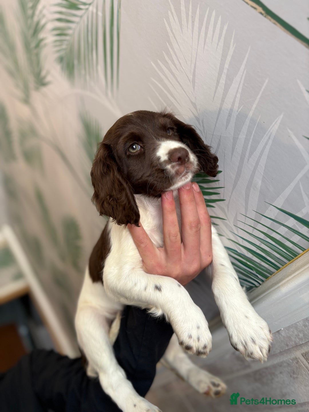 Sprocker dogs for sale: 2 sprocker girls  - Image 8