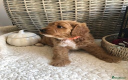 Cavapoochon dogs for sale: Cavapoochon puppies *1 boy remaining* - Image 12