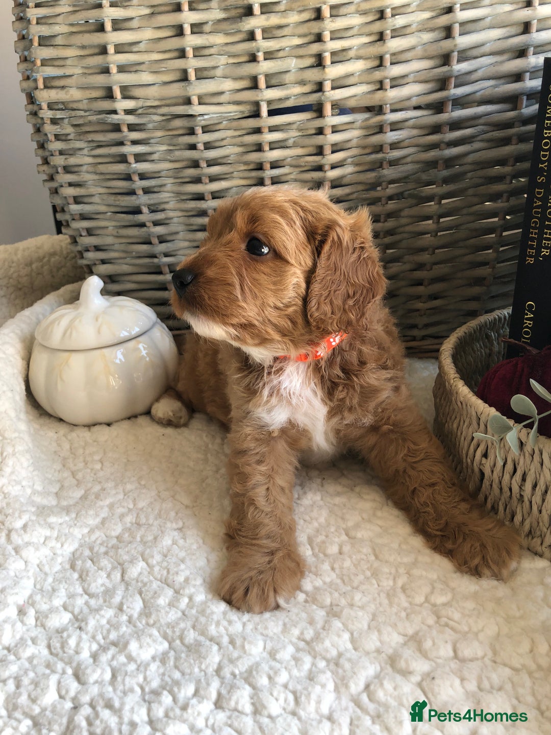 Cavapoochon dogs for sale: Cavapoochon puppies *1 boy remaining* - Image 12