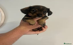 Mixed Breed dogs for sale: 8 beautiful dashaund X Jack Russel puppies  - Image 8