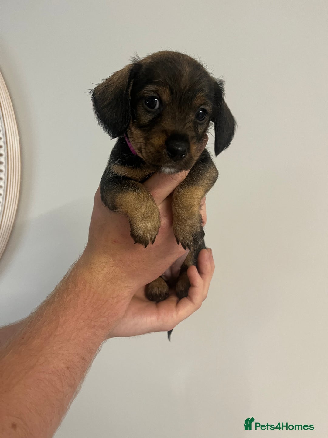 Mixed Breed dogs for sale: 8 beautiful dashaund X Jack Russel puppies  - Image 8