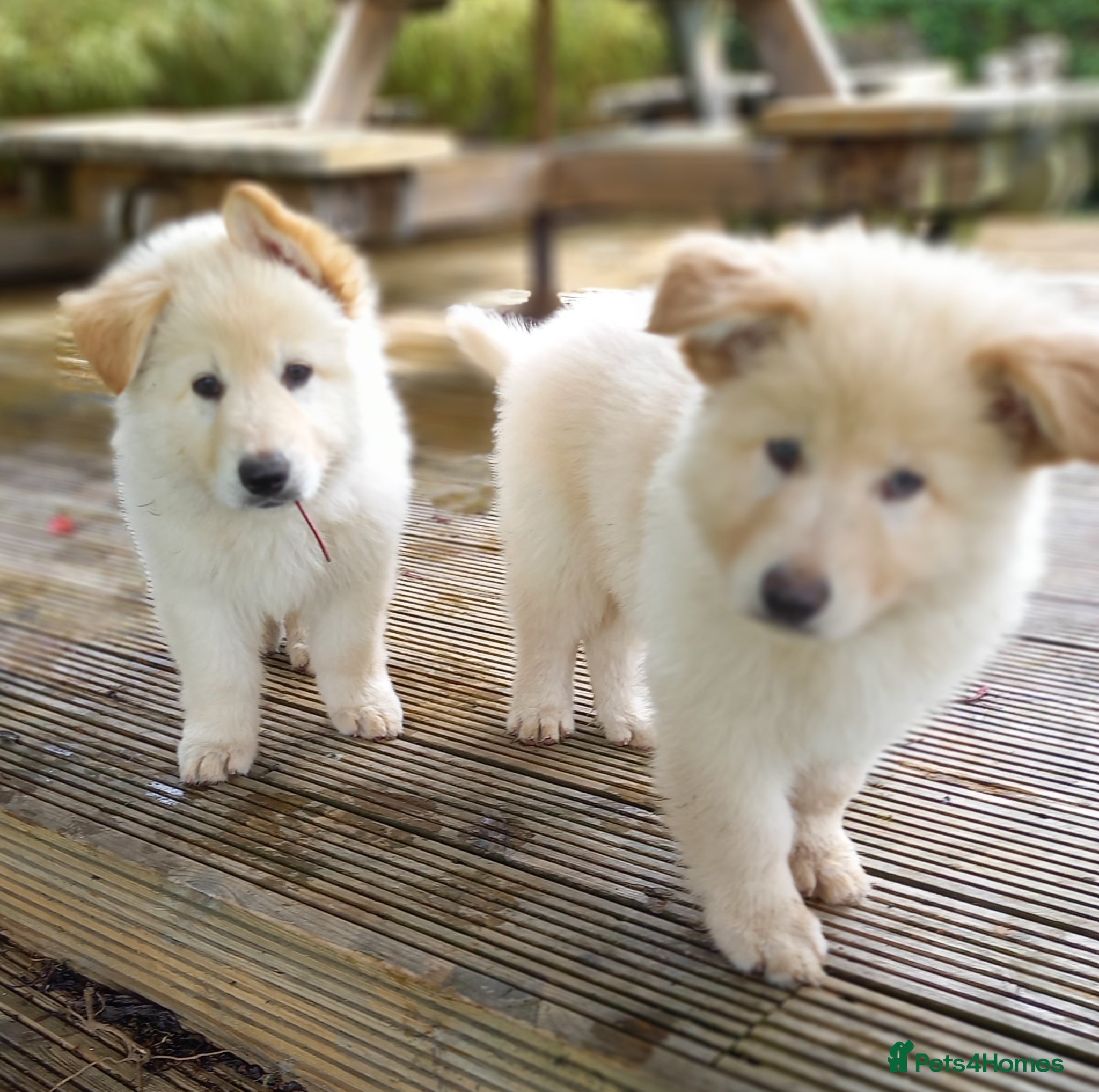 German Shepherd dogs Gorgeous German Shepherd pups for sale - Advert 2
