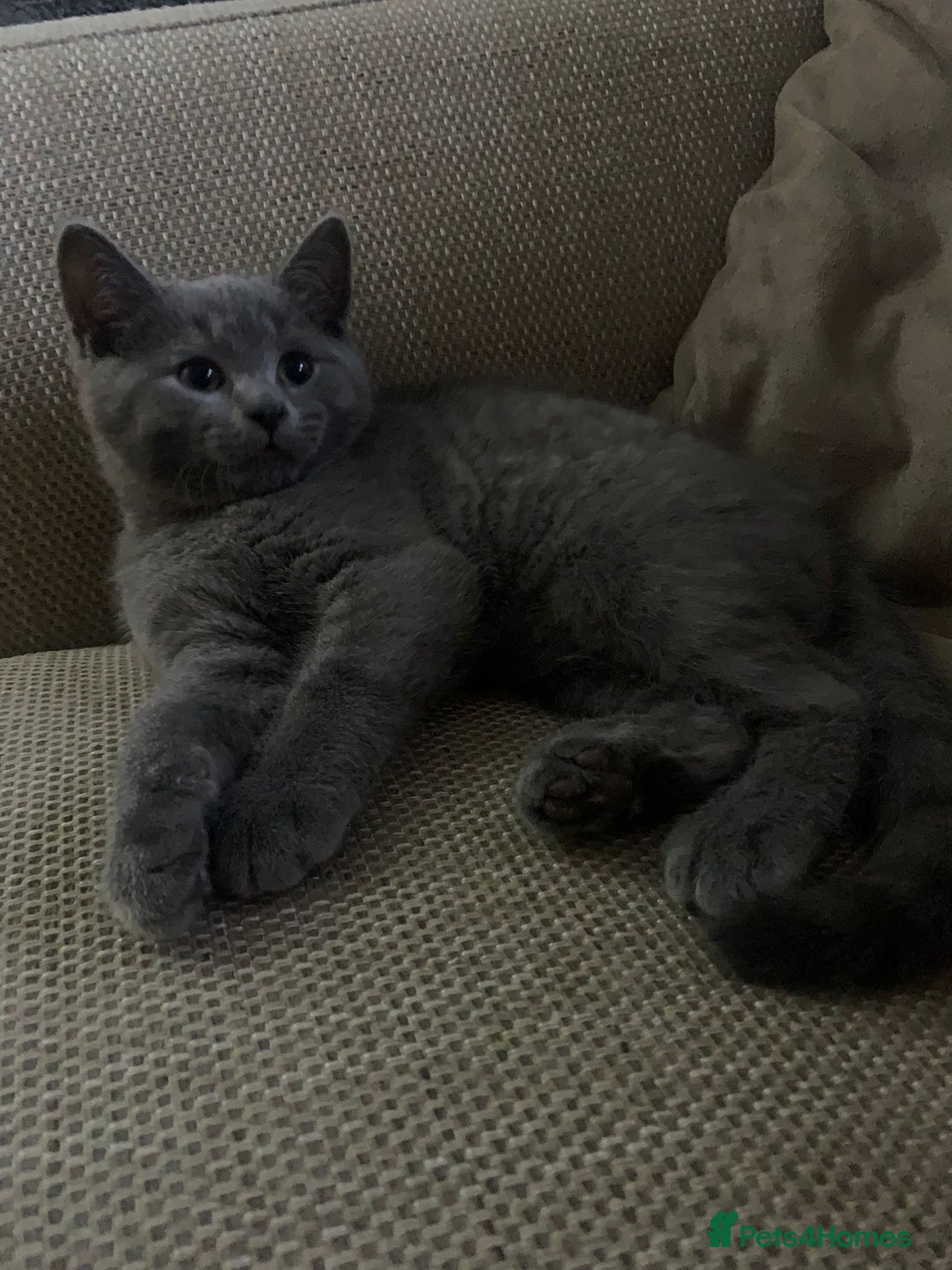 Mixed Breed cats for sale: British shorthair with Russian Blue mix - Advert 2