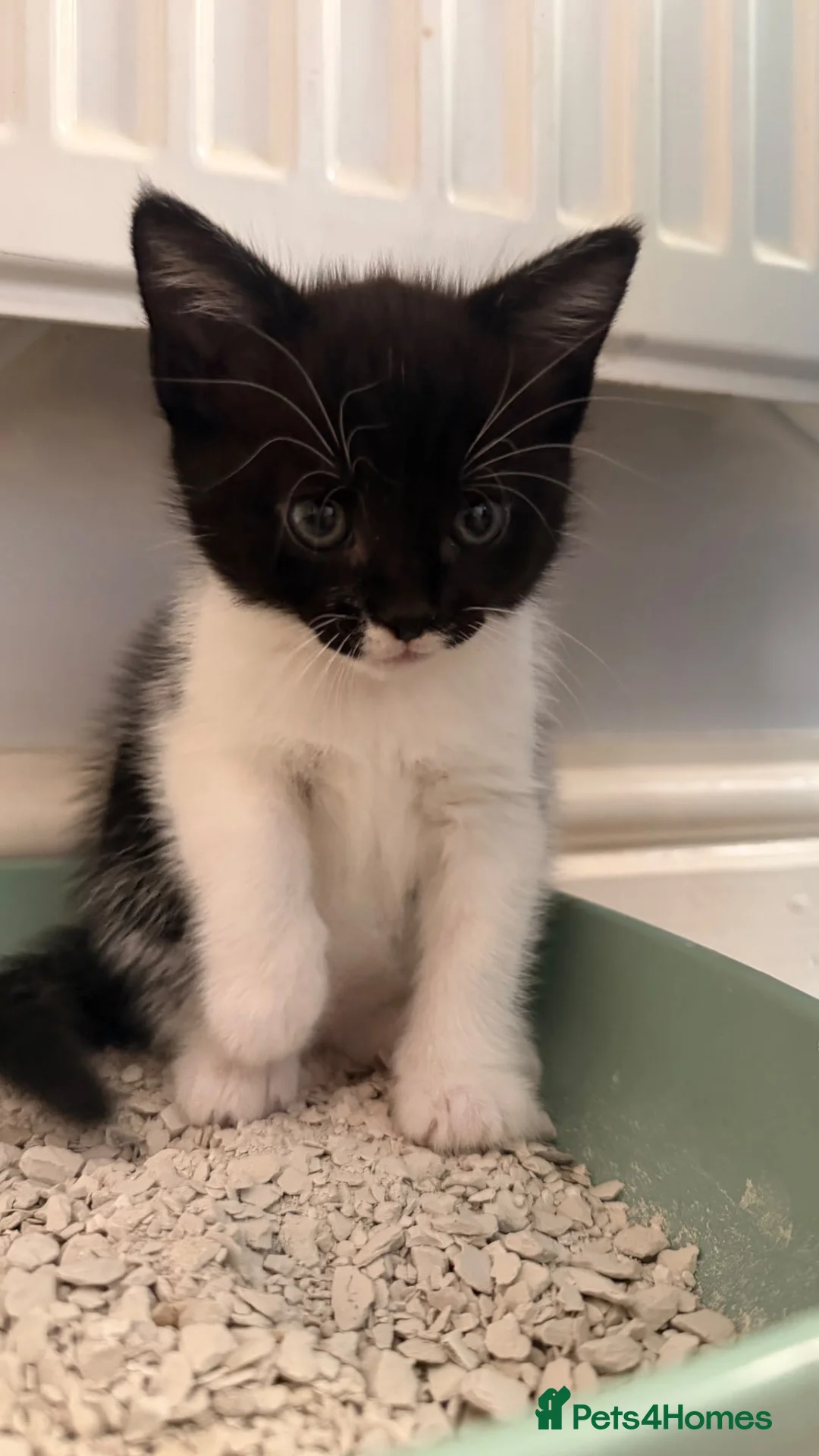 Mixed Breed cats for sale: Tuxedo kitten - Advert 2