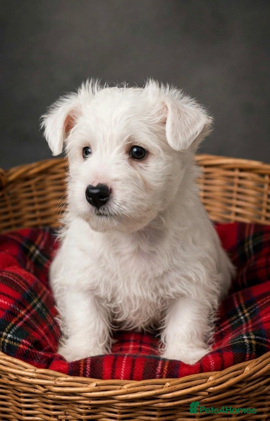 West Highland Terrier dogs Adorable west highland terrier puppies  - Advert 7
