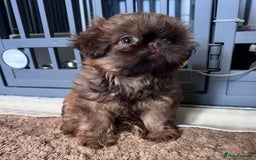 Shih Tzu dogs for sale: Stunning KC chocolate imperial Shihtzu puppies - Image 27
