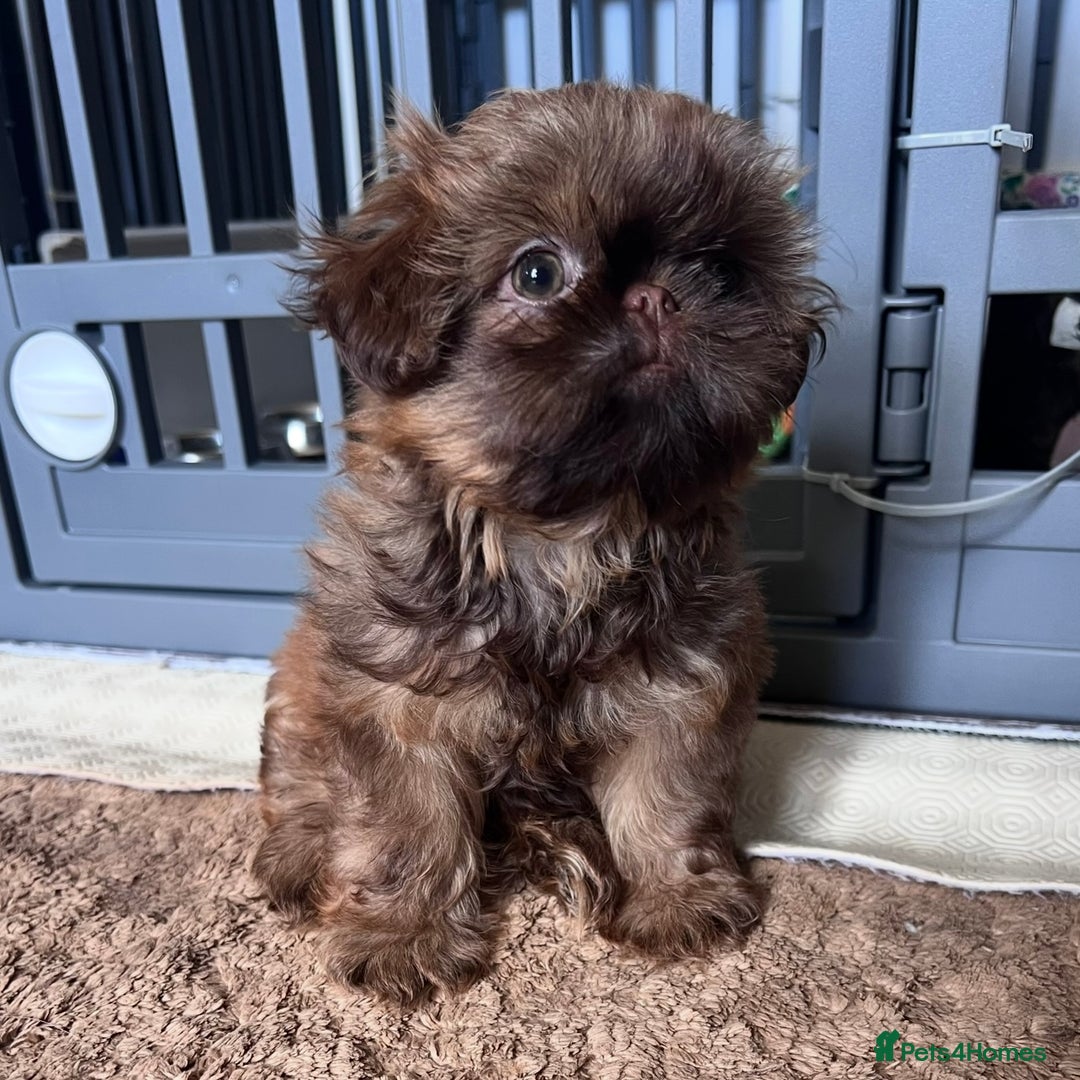 Shih Tzu dogs for sale: Stunning KC chocolate imperial Shihtzu puppies - Image 27