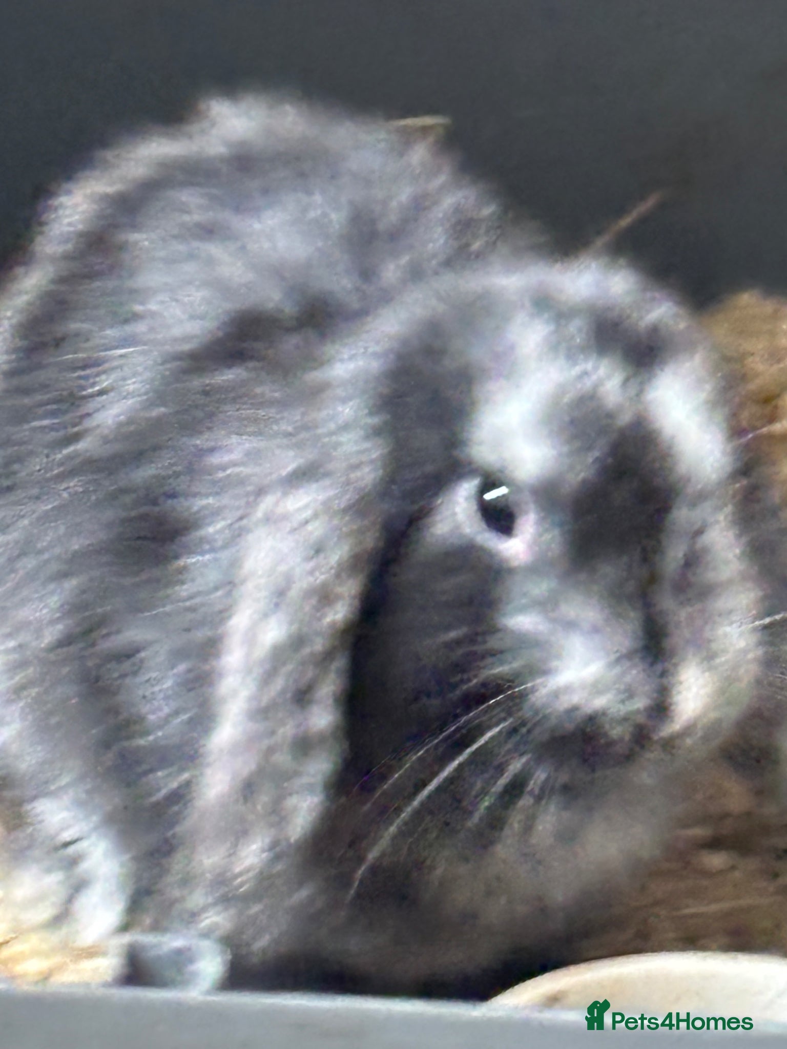 Mini Lop rabbits Pure bred friendly handled daily  mini lop.  - Advert 11