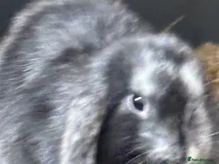 Mini Lop rabbits Pure bred friendly handled daily mini lop. - Advert 11