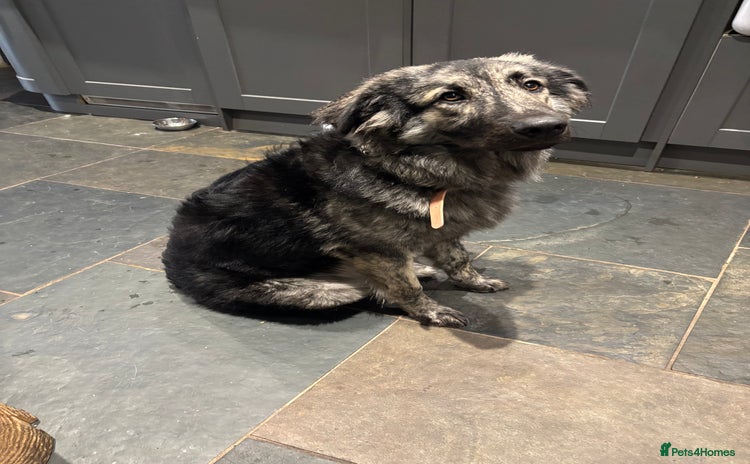 Mixed Breed dogs Female Caucasian x Swiss - Advert 1