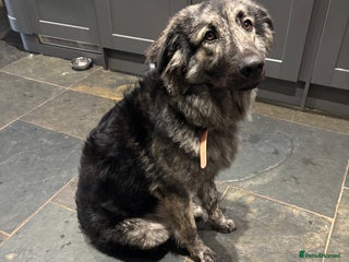 Mixed Breed dogs Female Caucasian x Swiss - Advert 1