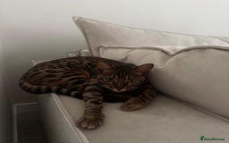 Bengal cats for sale: Female Bengal  - Image 2