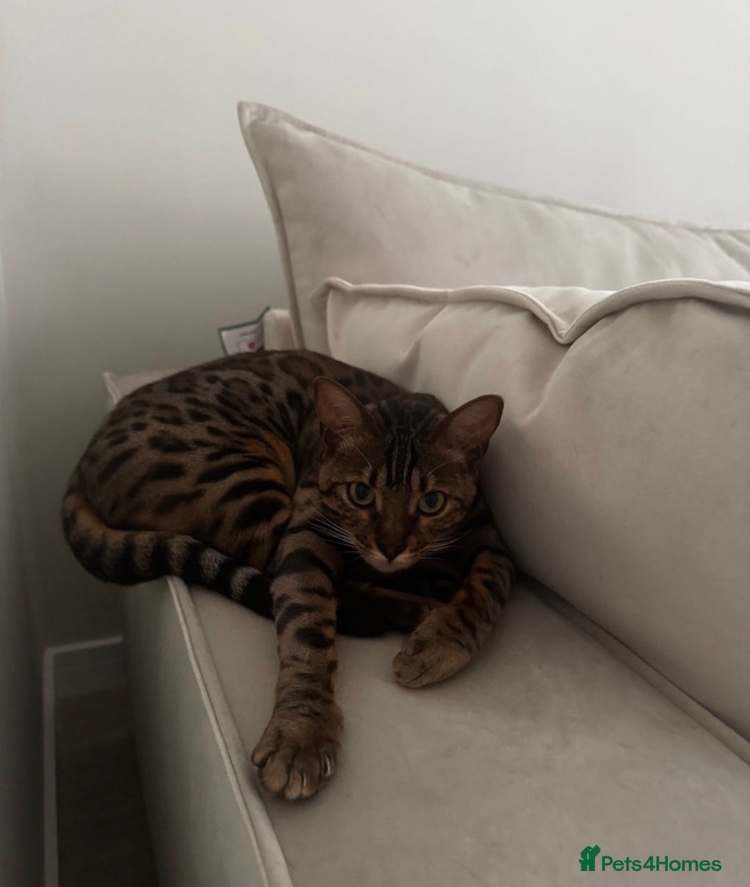 Bengal cats for sale: Female Bengal  - Image 2