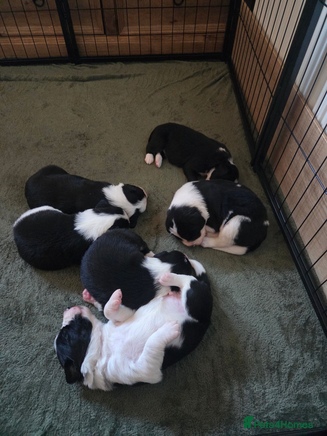 Border Collie dogs for sale: Border collie puppies  - Advert 8