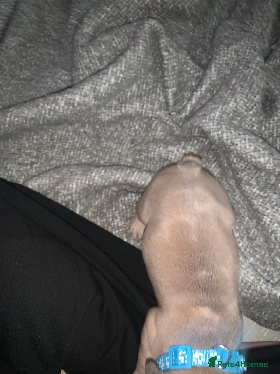 French Bulldog dogs for sale: REDUCED!!🥰Ready SOON 🐾 French bulldog puppies - Image 17