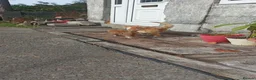 Mixed Breed cats for sale: 2 gorgeous kittens looking for their forever home  - Advert 8