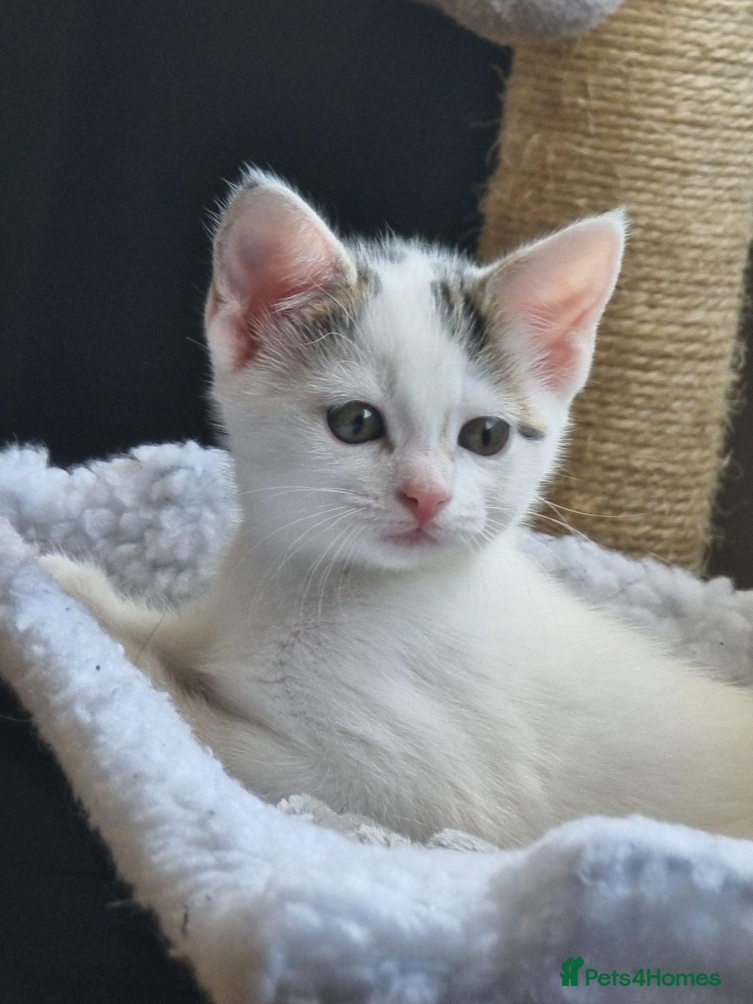 Bengal cats for sale: Bengal cross kittens  - Image 6