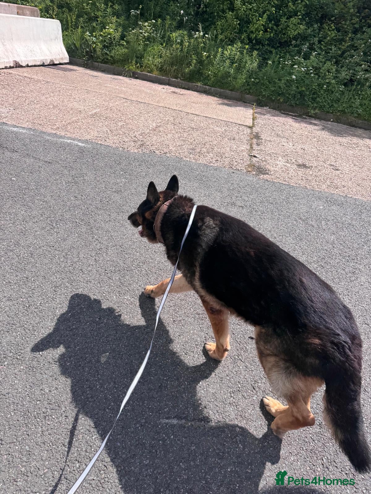 German Shepherd dogs for sale: Beautiful German Shepered  in Watford - Advert 4