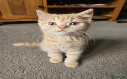 British Shorthair cats for sale: British short hair kittens - Image 3