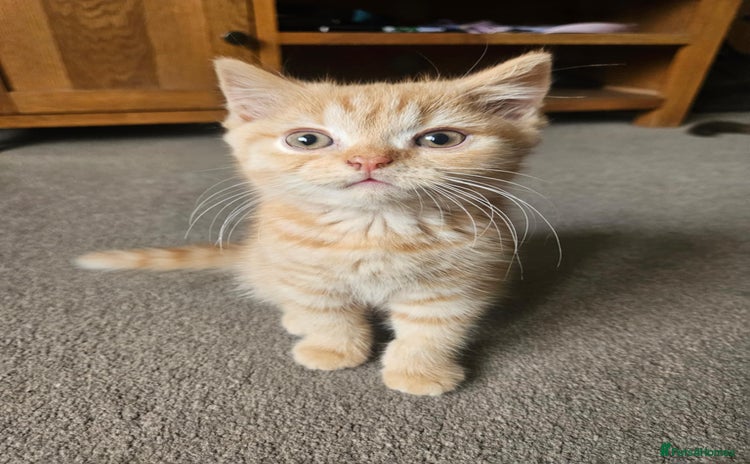 British Shorthair cats - Advert 6