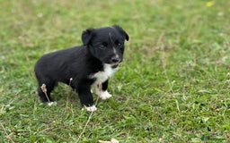 Mixed Breed dogs for sale: Stunning Collie pups - Image 7