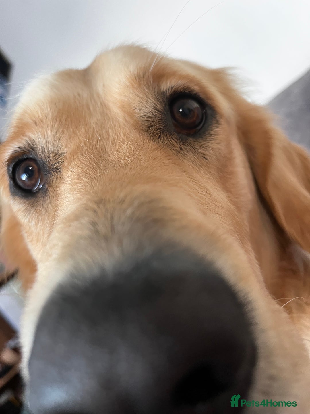 Golden Retriever dogs for stud: Benji looking for a partner  - Advert 3