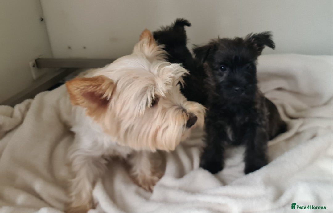 Cairn Terrier dogs for sale: KC Reg, Health tested, 5* licence. Cairns - Image 5