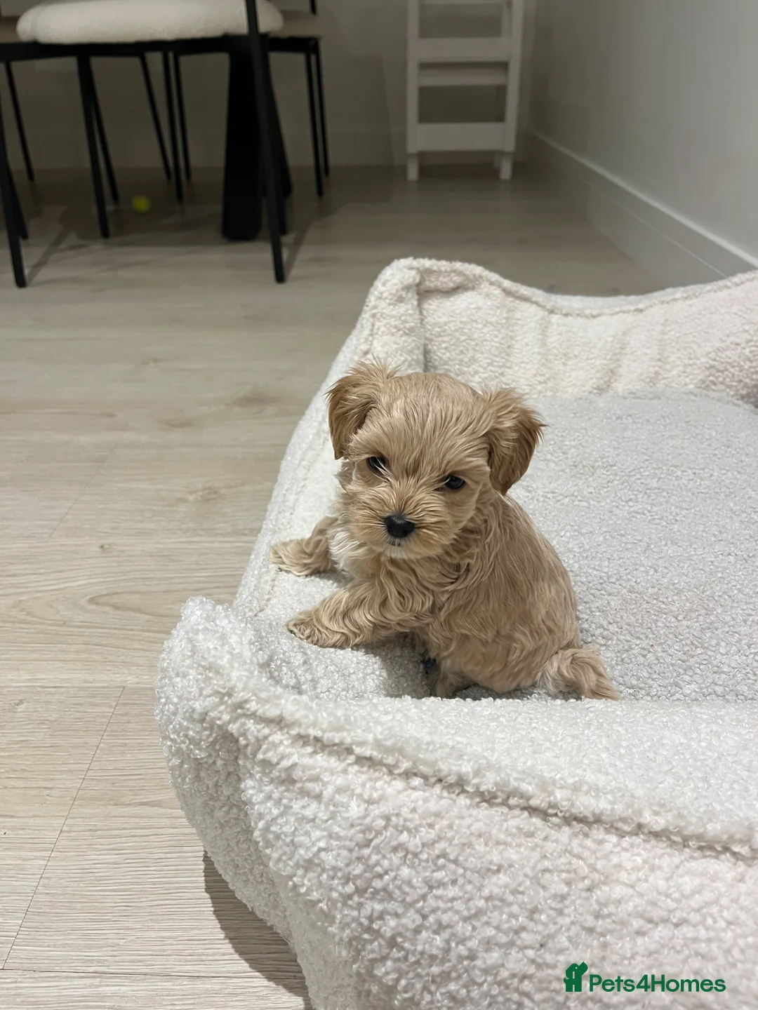 Maltipoo dogs for sale: Gorgeous Maltipoo Pups looking for their new home  - Advert 33
