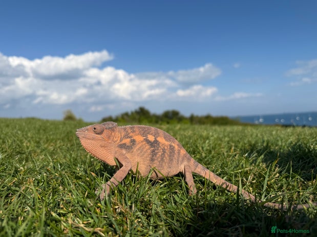 Chameleon reptiles - Advert 16