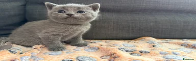 British Shorthair Kitten 1