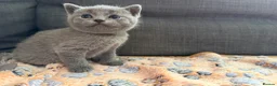 British Shorthair cats for sale: Pedigree British Shorthair Kittens – Ready May - Advert 23
