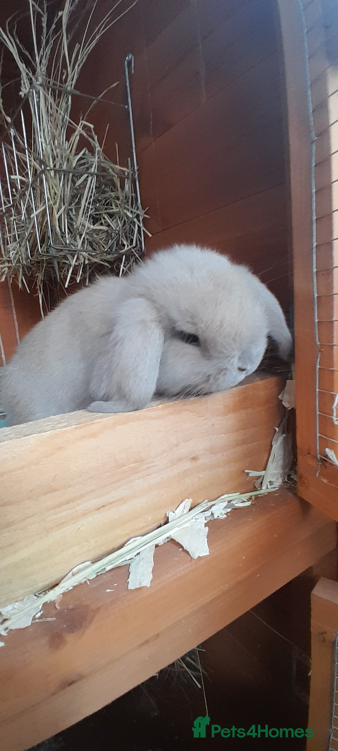 Mini Lop rabbits for sale: Two female mini lop babies - Advert 1