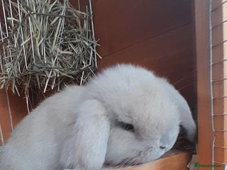 Mini Lop rabbits Two female mini lop babies - Advert 2