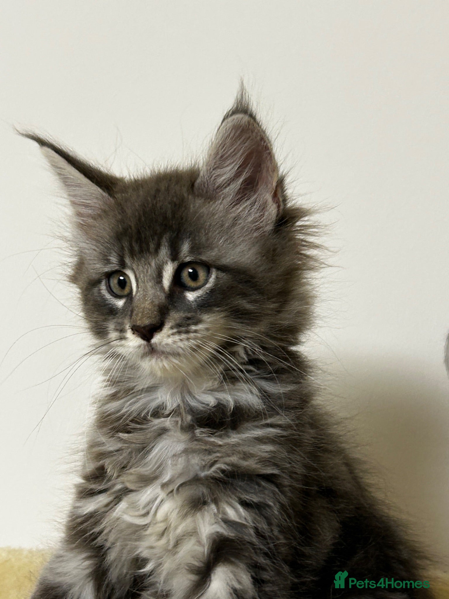 Maine Coon cats  Exceptional TICA Registered Maine Coon Kittens 🐾 - Advert 1