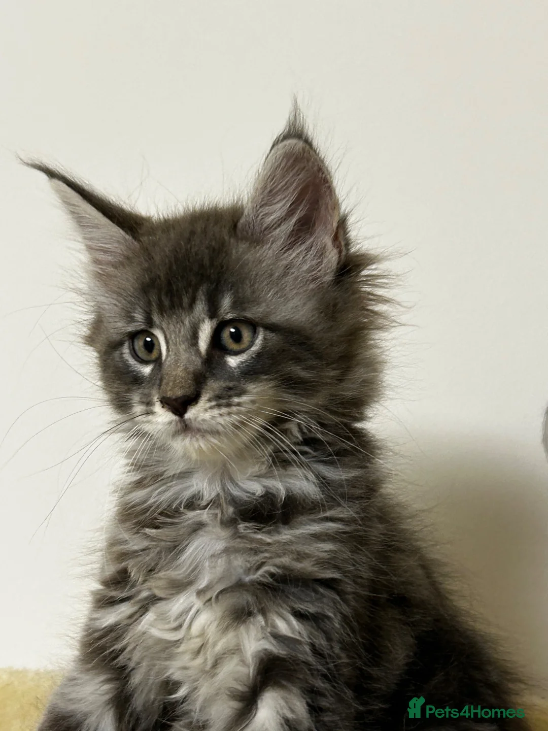 Maine Coon cats for sale: Find Your Purrfect Match 🐾 - Advert 1