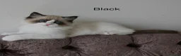 Ragdoll cats for sale: TICA Registered Ragdoll Kittens - Advert 9