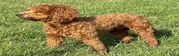 Goldendoodle dogs for stud: Goldendoodle stud Dog  in Driffield - Advert 2