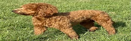 Goldendoodle dogs for stud: Goldendoodle stud Dog  - Advert 2