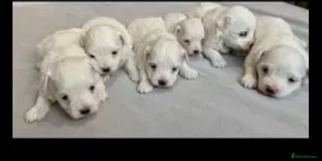 Maltese dogs for stud: Small Maltese dog for stud  in Stafford - Advert 9