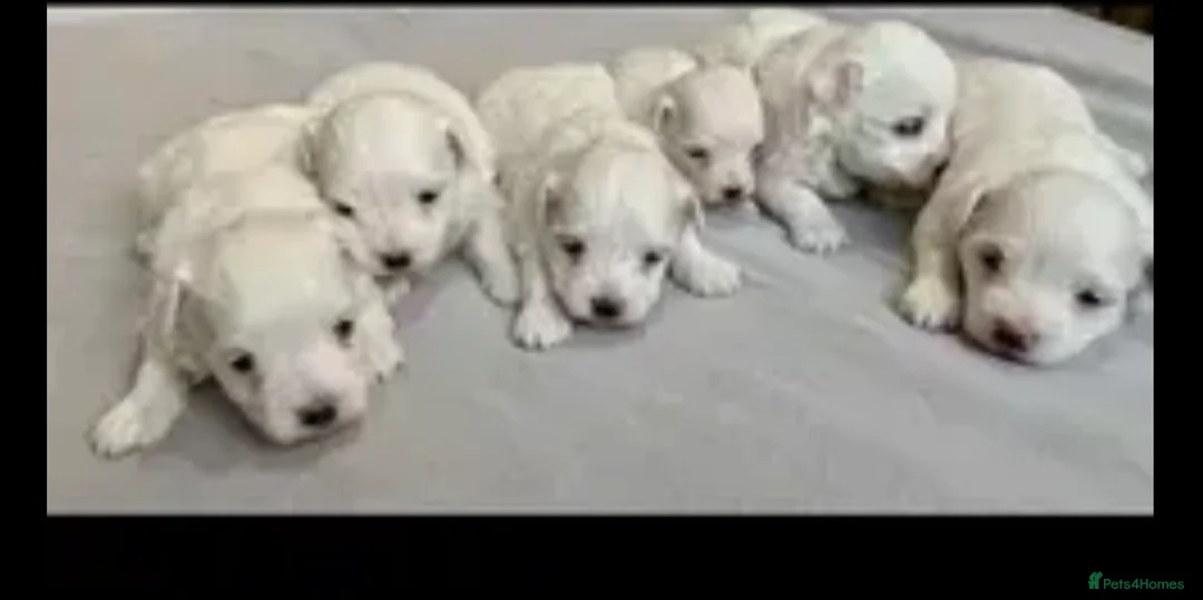 Maltese dogs for stud: Small Maltese dog for stud  in Stafford - Advert 9