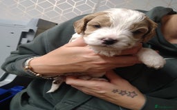 Mixed Breed dogs for sale: Beautiful female available ready to leave 1st nov - Image 16